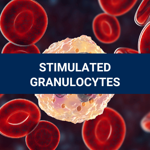 Stimulated Granulocytes