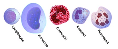 breakdown of a granulocyte